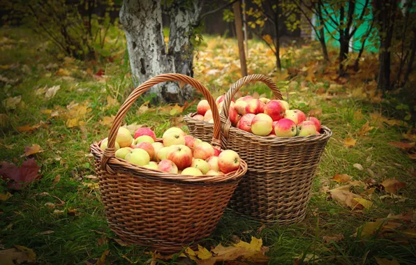 Autumn, basket, apples, garden