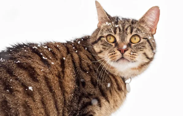 Picture winter, cat, cat, snow, grey, striped