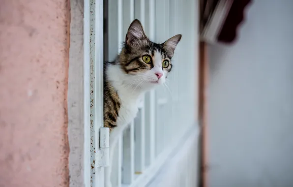 Cat, looks, Kota