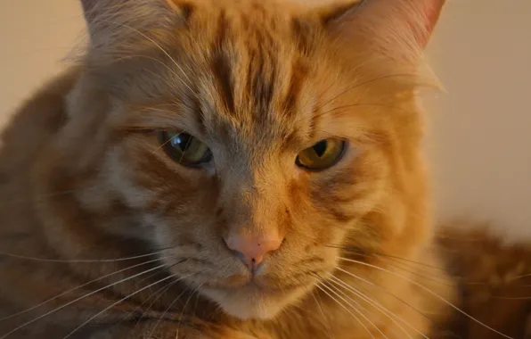 Cat, red, pussy