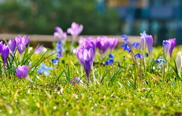 Picture greens, grass, drops, light, flowers, Rosa, blue, glade