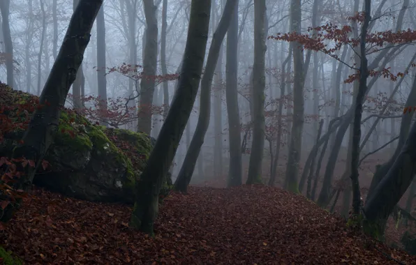 Forest, trees, nature, fog, Niklas Hamisch