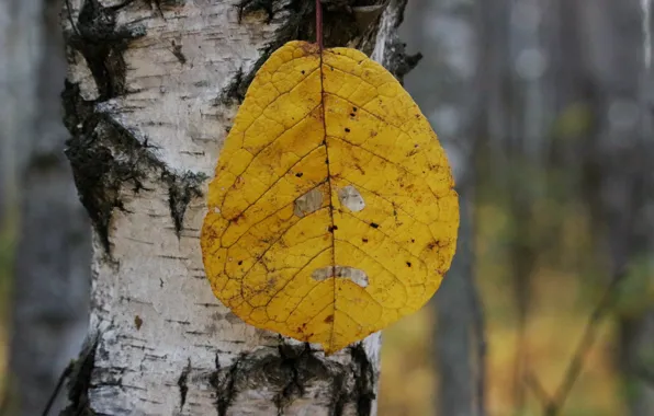 Picture autumn, yellow, Sheet