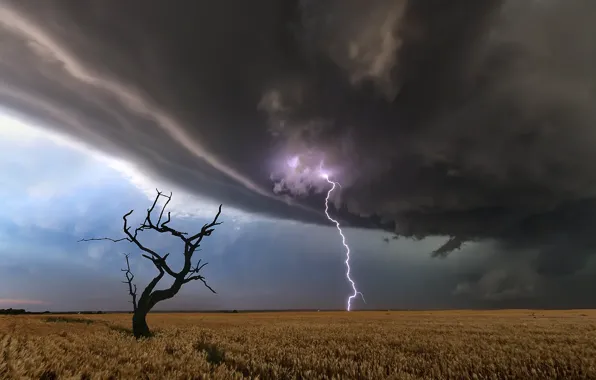 Field, tree, lightning