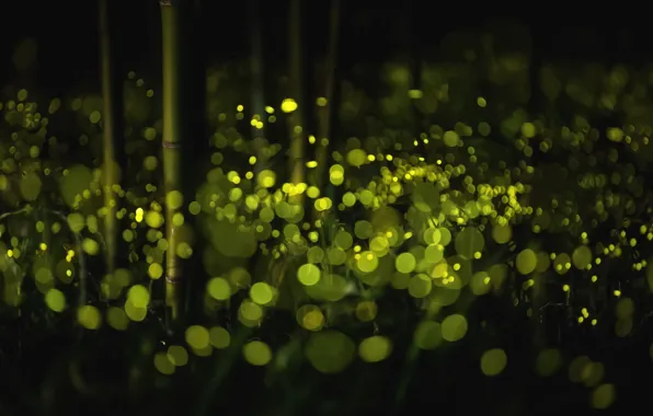 Picture forest, light, night, nature, fireflies, the evening, bamboo, bokeh