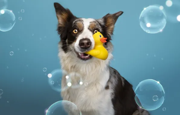 Look, pose, toy, the game, portrait, dog, bubbles, face