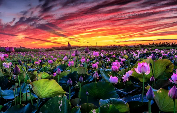 Field, the sky, leaves, clouds, landscape, sunset, flowers, nature
