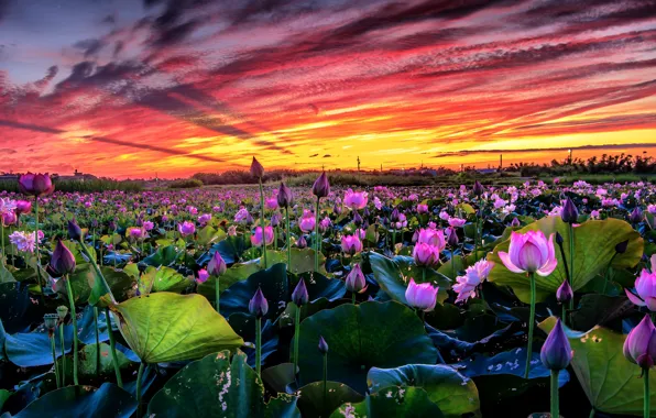 Picture field, the sky, leaves, clouds, landscape, sunset, flowers, nature