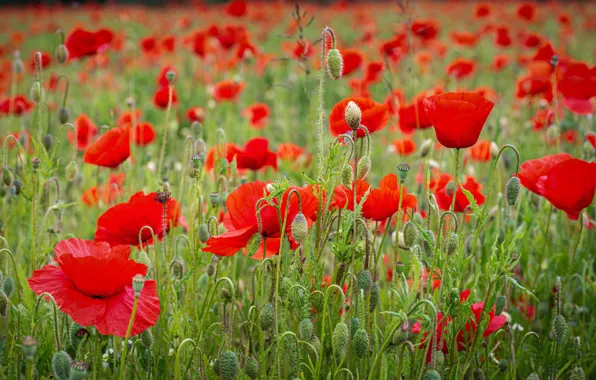 Summer, flowers, bright, Maki, red, a lot, poppy field