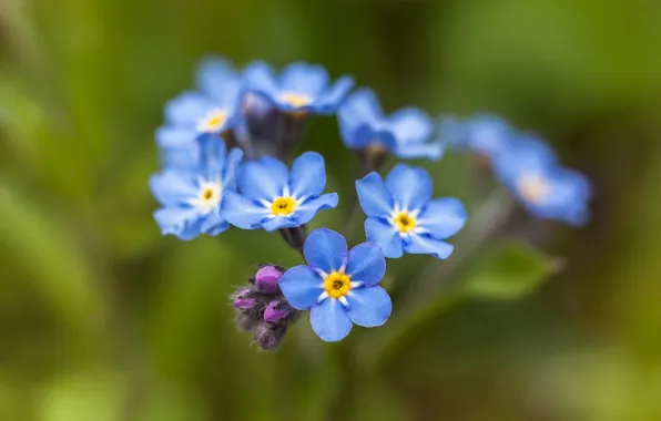 Macro, flowers, bokeh, Forget-me-nots, Udris Ivar