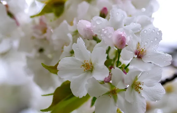 Picture drops, macro, cherry, flowering