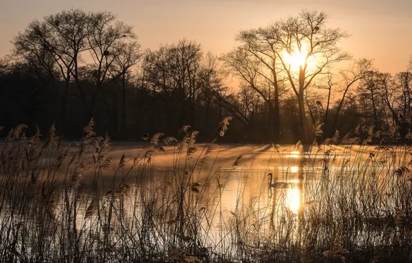 Autumn, forest, the sky, grass, the sun, rays, light, trees