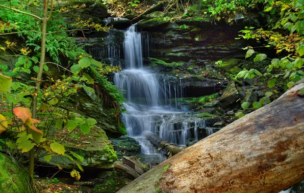 Forest, trees, waterfall, stream