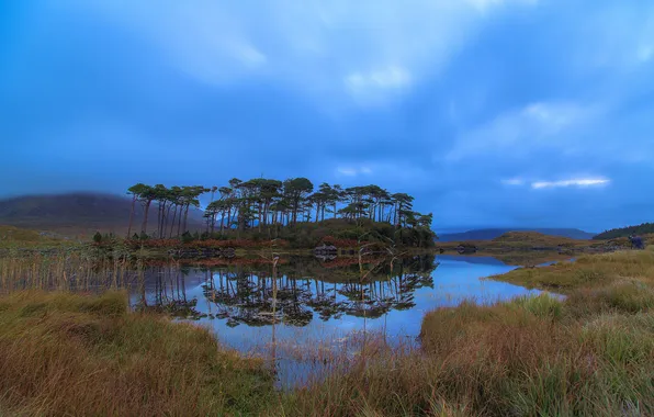 The sky, grass, water, trees, clouds, swamp