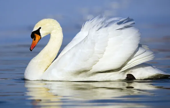 Picture white, bird, Swan, floats