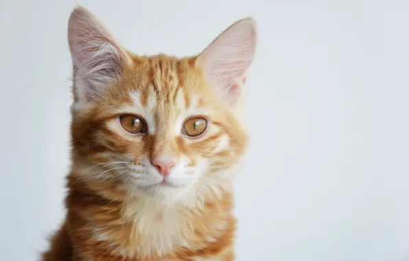 Cat, cats, kitty, red, kitten, cat, cute, Kurilian Bobtail