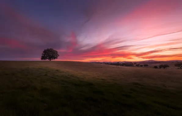 Field, summer, the sky, grass, clouds, sunset, tree, hills