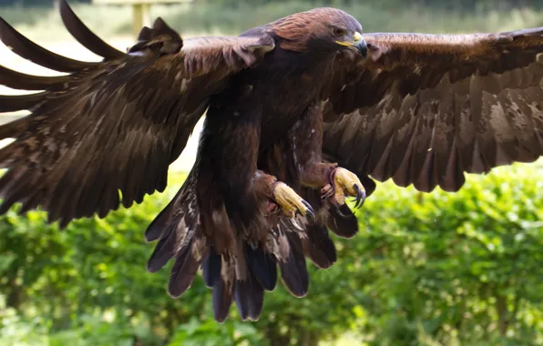 Bird, animal, Golden Eagle, golden eagle, paste