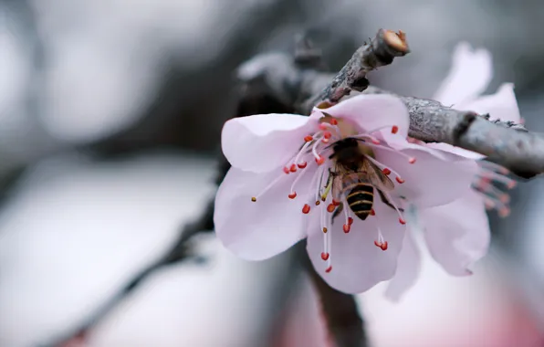 Flowers, Flower, Plant, Plants, Flower, Flowers, Color, Insect