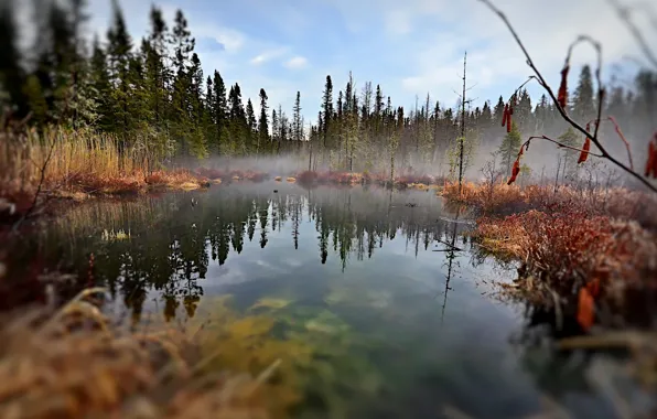 Forest, grass, landscape, nature, fog, lake, Canada, grass