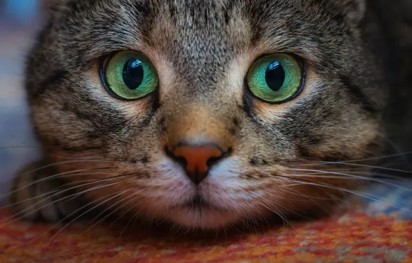 Cat, look, muzzle, Kote, eyes, cat