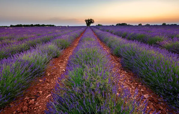 Field, summer, the sky, flowers, nature, France, a lot, lavender