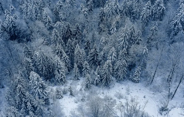 Picture winter, forest, snow