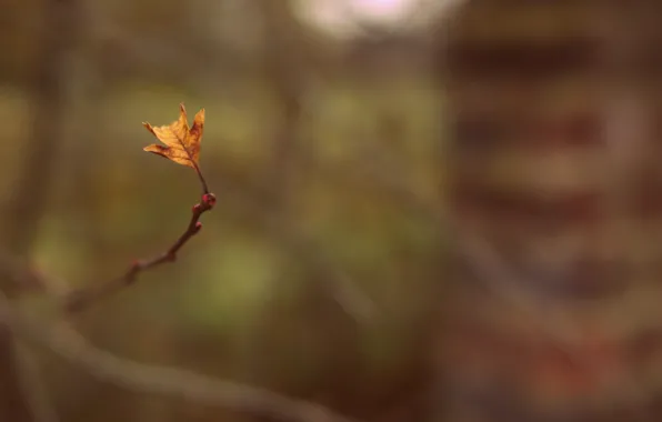 Picture macro, sprig, background, widescreen, Wallpaper, blur, branch, leaf