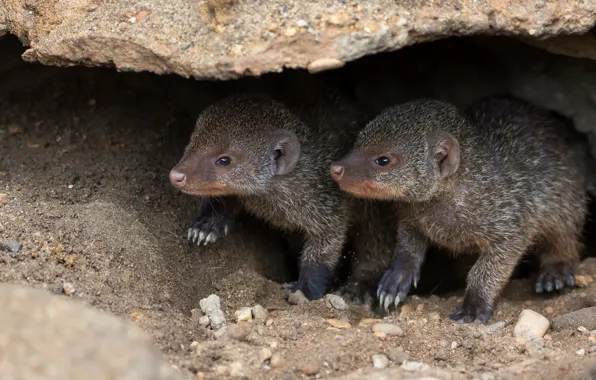 Stones, shelter, Nora, pair, kids, a couple, two, cuties