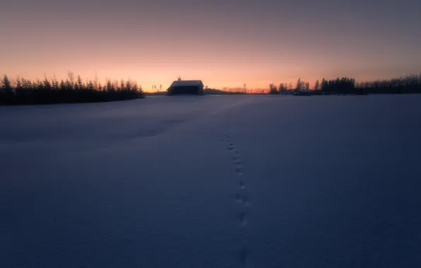 Winter, field, night, trail