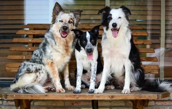 Dogs, friendship, company, sitting, posing, Trinity, Wallpaper from lolita777, boys