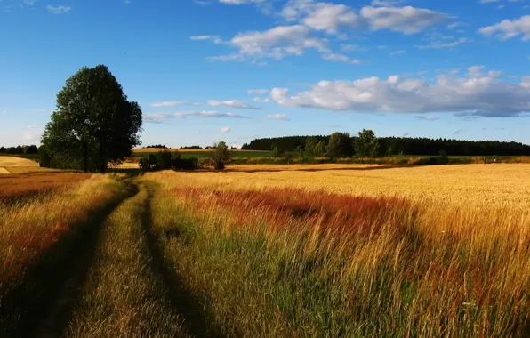 Road, wheat, field, the sky, tree, rye