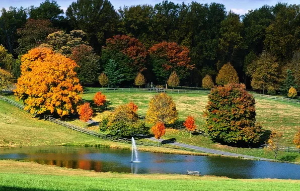Field, autumn, forest, trees, pond, Nature, fountain, trees