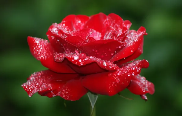 Flower, drops, macro, Rosa, rose, beauty, petals, Bud