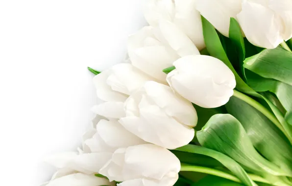 Picture leaves, flowers, bright, beauty, petals, tulips, white, white