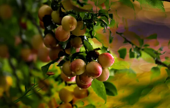 Drops, branch, plum