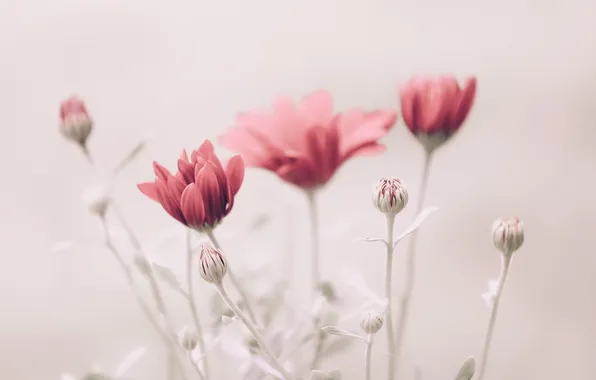 Flowers, nature, background