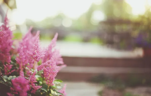 Picture flowers, pink, a lot