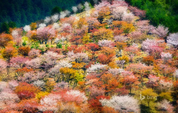 Picture cherry, spring, Japan, Sakura, mount Yoshino, Nara Prefecture
