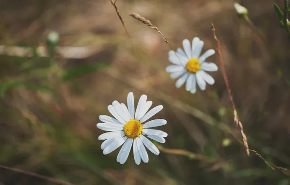 Picture flowers, chamomile, petals, white