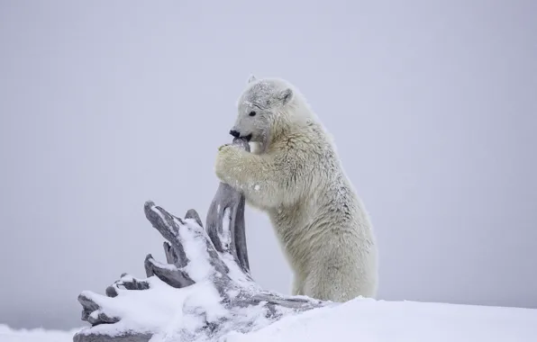 Picture winter, snow, bear, Alaska, bear, snag, cub, polar bear