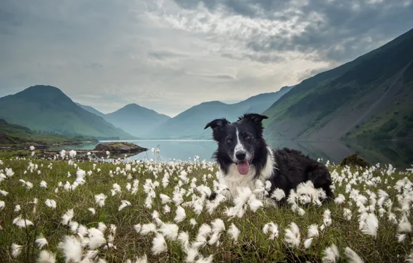 Picture grass, mountains, nature, lake, dog, The border collie, As cotton grass