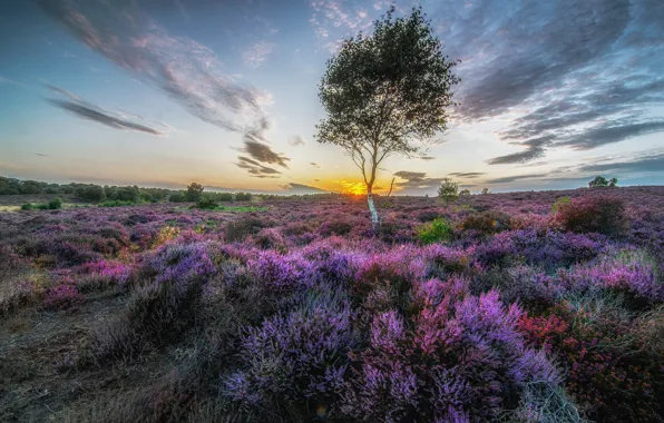 Field, the sky, the sun, clouds, sunset, tree, thickets, glade