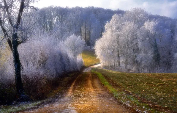 Picture frost, road, trees