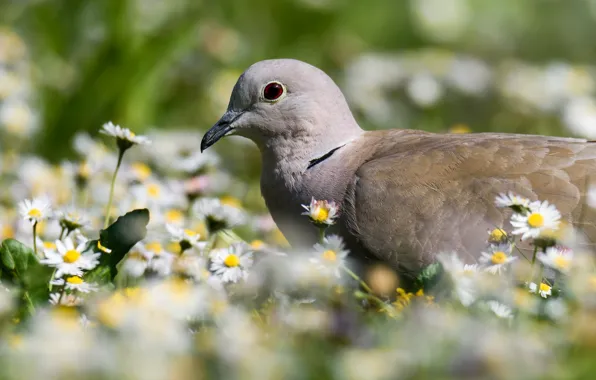 Flowers, nature, bird, spring, Dove