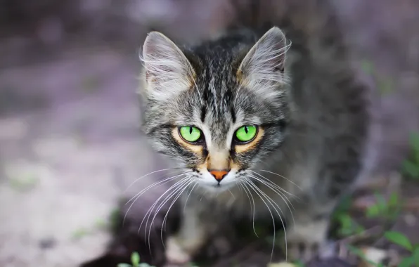 Picture cat, look, background