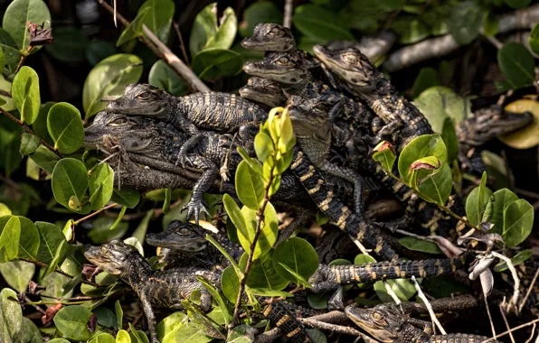 Picture leaves, branches, nature, kids, crocodiles