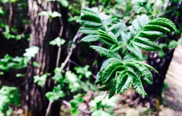 Forest, nature, sheet, spring, green leaf