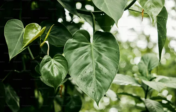 Leaves, plant, Philodendron, Scandens