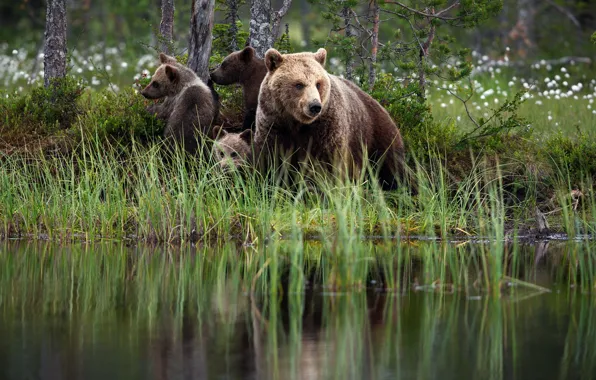 Summer, grass, nature, reflection, shore, bear, bear, pond
